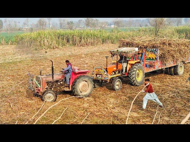 New sugarcane season & tractors pulling Trolleys