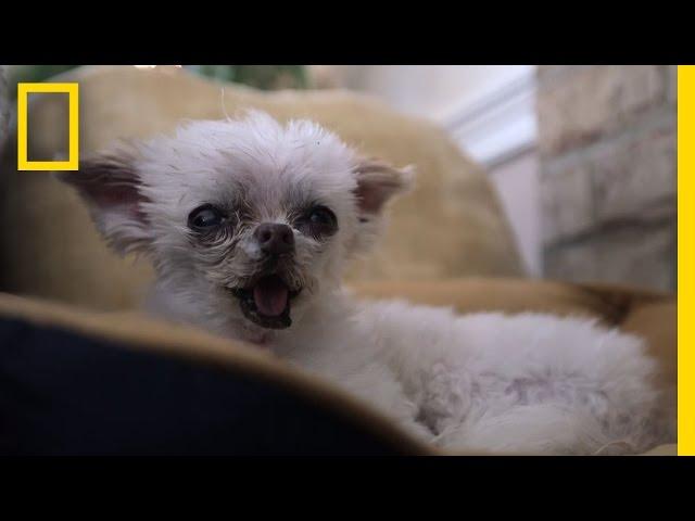 Inside a Dog Retirement Home | National Geographic