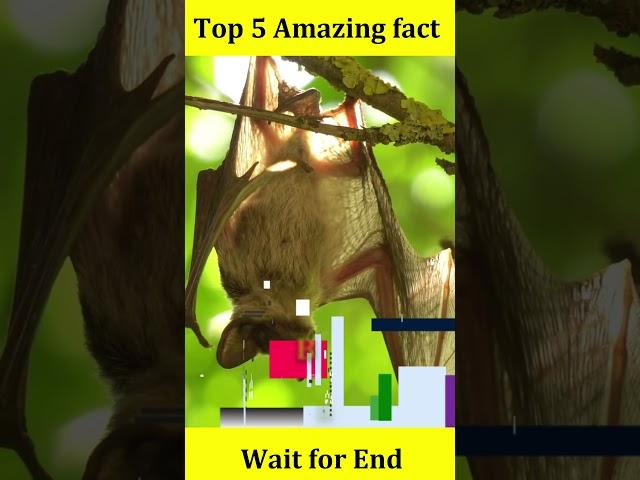 Top 5 Amazing animal facts  #viral #amazingfacts #5amazing #factsinhindi #trending #easyfacts