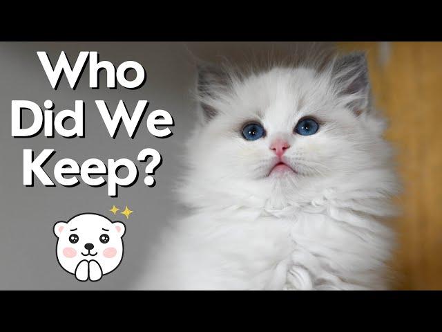 Ragdoll Kitten Update | We kept a kitten! So Cute