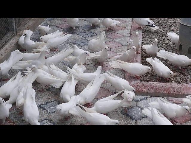 #BAKU #PIGEONS.  Голуби Нахметова Эльчина в Баку! (чемпион  Баку)