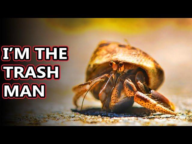 Hermit Crab facts: what's under the shell? | Animal Fact Files