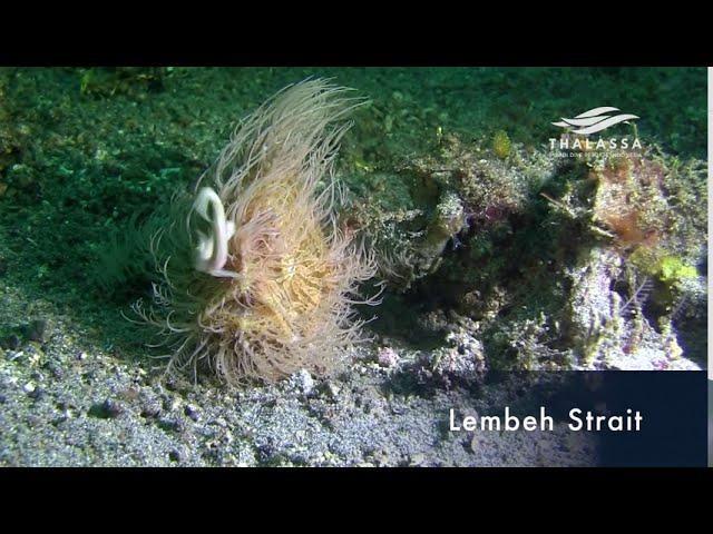 Dive at the Lembeh Strait