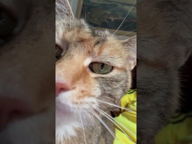 Little Sweetie Lap Cat #short #videoshorts #beautifulcat #lapcat #catlovers