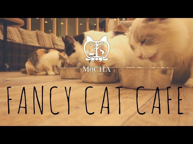 Tokyo's Fanciest Cat Cafe | Kanai even Tokyo 猫カフェ