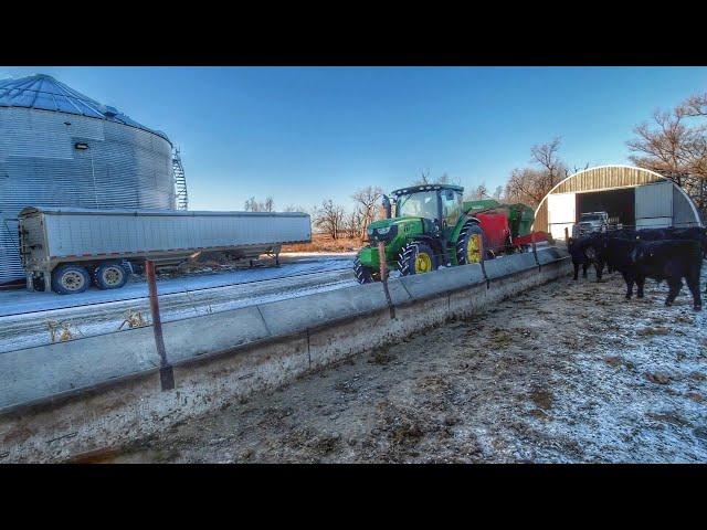 Feeding Cattle in -13F