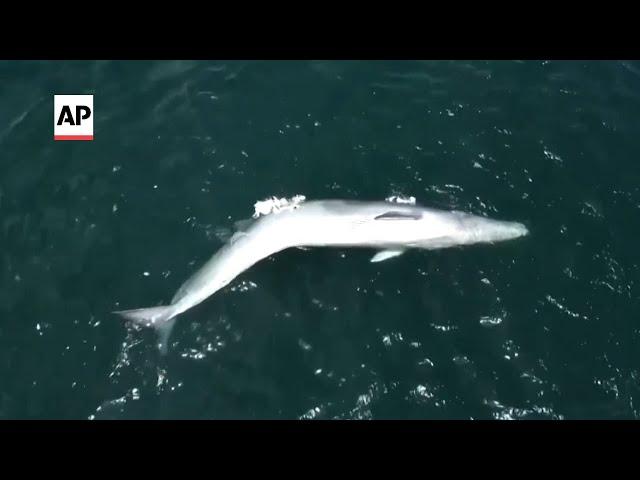 Discovery of whale carcass in Hong Kong sparks anger