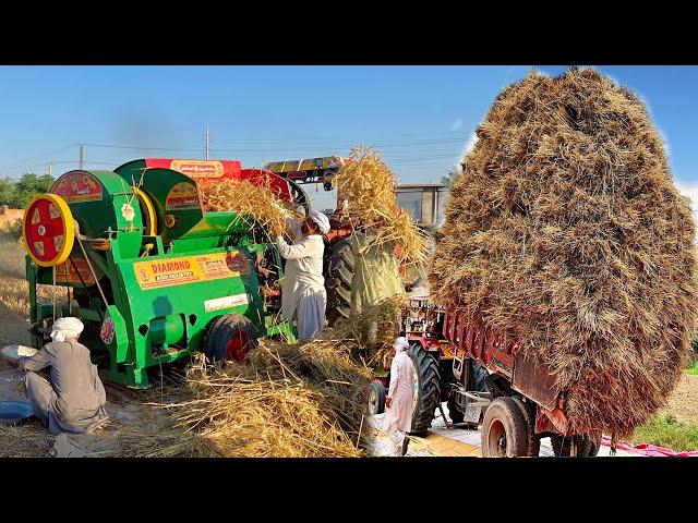 How Farmers Use Machines to Harvest and Threshing Million tons of Wheat in Village