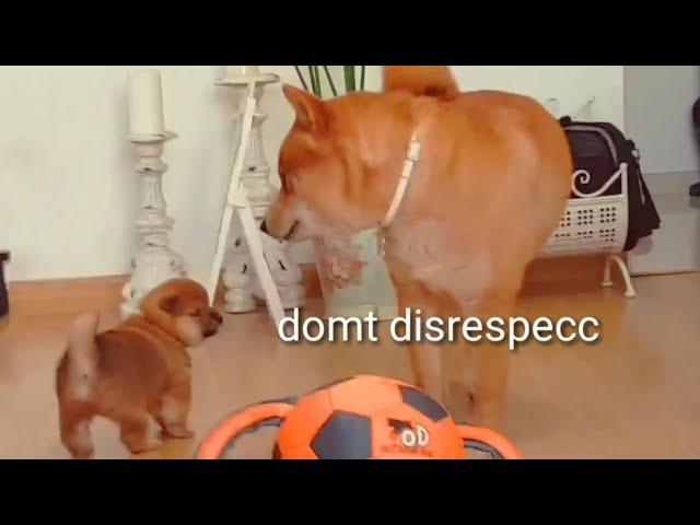 AMGERY daddo - the return Ep04 / Shiba Inu puppies (with captions)