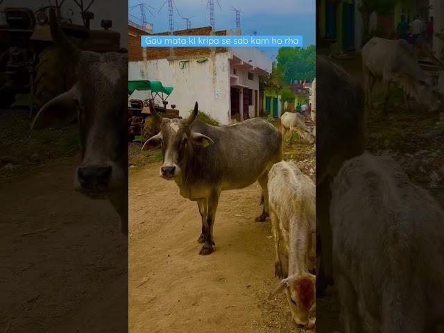 Gau mata ki kripa se sab kam ho rha #gaumata #gaumatasongs #kamdhenu #videooftheday #iphoneshorts