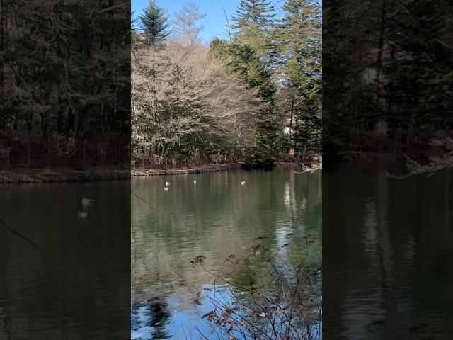 Karuizawa Kumoba Pond - A Serene Autumn Escape日本轻井泽云场池·秋日仙境漫步 #travel #karuizawa #kumobapond