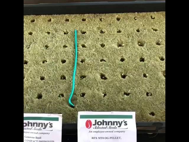 Johnny’s multi seed basil pelleted