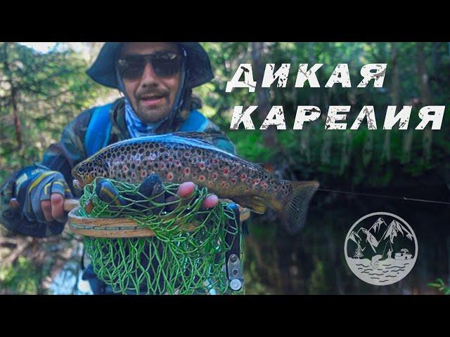 ДИКАЯ РЫБАЛКА В КАРЕЛИИ/ РУЧЬЕВАЯ ФОРЕЛЬ /TROUT FISHING Karelia