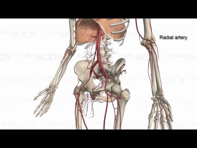 Major Arteries of the Body