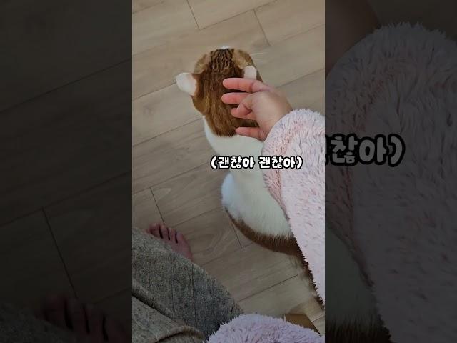 두유제조기 처음 본 쫄보 고양이 반응