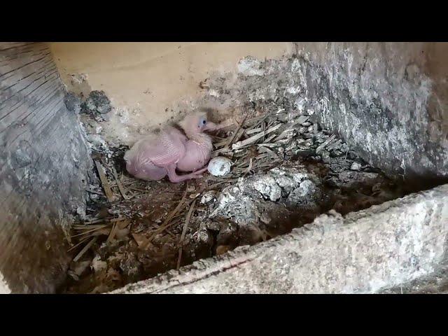 Precious birds in the world |Khalid app