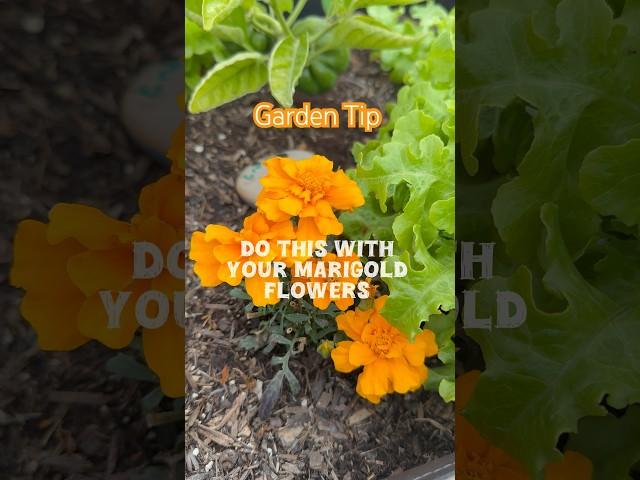 Garden tip so you’ll never have to buy marigold flower seeds again! #gardeningtips #gardenflowers
