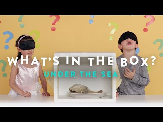 Under the Sea | What's in the Box | HiHo Kids