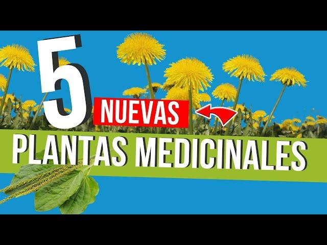   5 Nuevas PLANTAS MEDICINALES que son VERDADEROS TESOROS  !NO LAS PASES POR ALTO¡