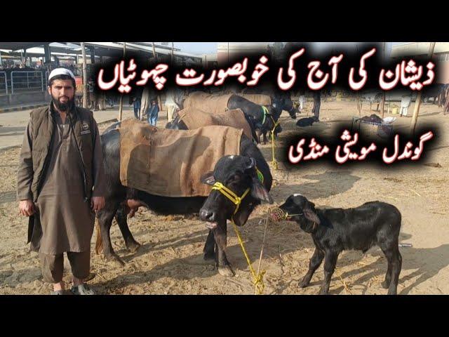 Beautiful Milking Buffaloes Latest Prices On Gondal Maweshi Mandi || My Life Channel