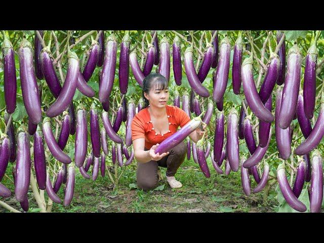 Harvesting Many Eggplant Go To Market Sell - Caring For Chickens, Ducks And Pigs | Free Bushcraft