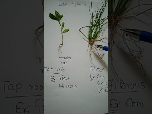 Root system || Tap root || fibrous root || Happy learning