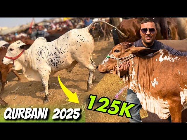 Malir Cow Mandi New Rates Update 2025 Qurbani Season | Karachi Cow Mandi 2025 Full Bargaing Video