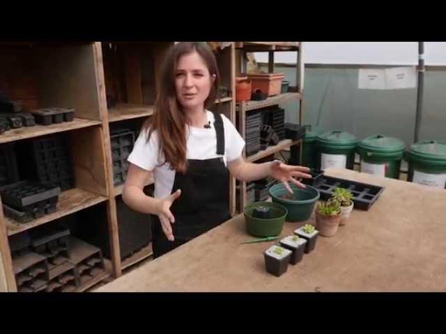 How to propagate sempervivums / succulents