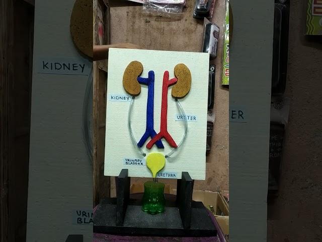 Working model of kidney @Deepa stores.