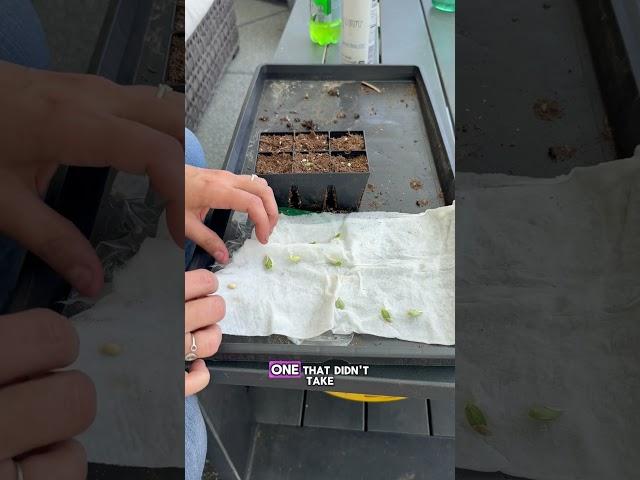Germinate Stubborn Seeds with a Paper Towel