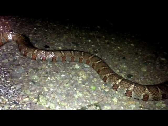 Water Snake Eating a Shad