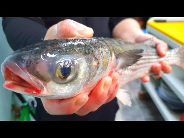 flathead mullet sashimi - flathead mullet sushi - cutting skills