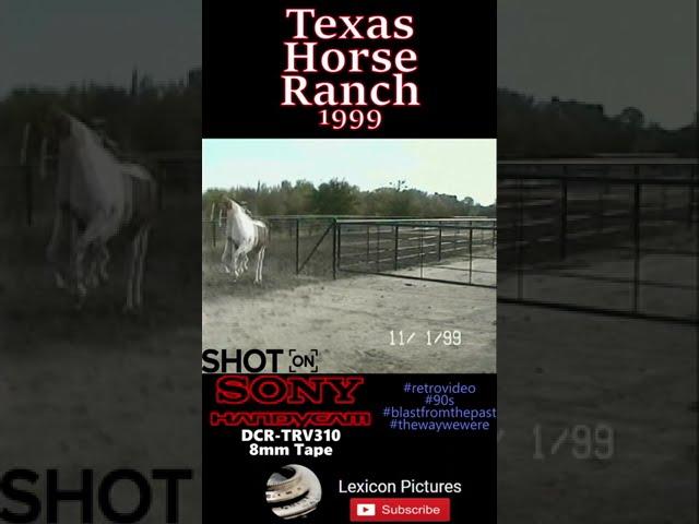 90s Texas Show Horse Charges At Camera! Retro Video - Sony Handycam DCR-TRV310 8mm Tape | #shorts