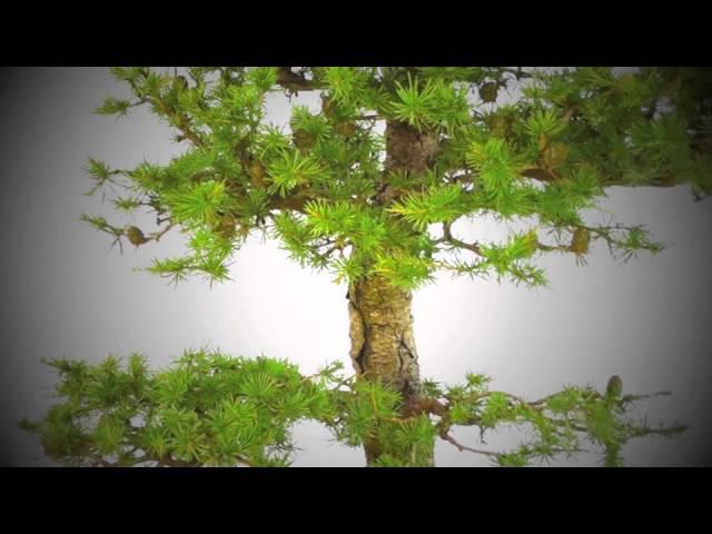 Powerful Mature European Larch Outdoor Bonsai - 30 years - Excellence Range OD2391