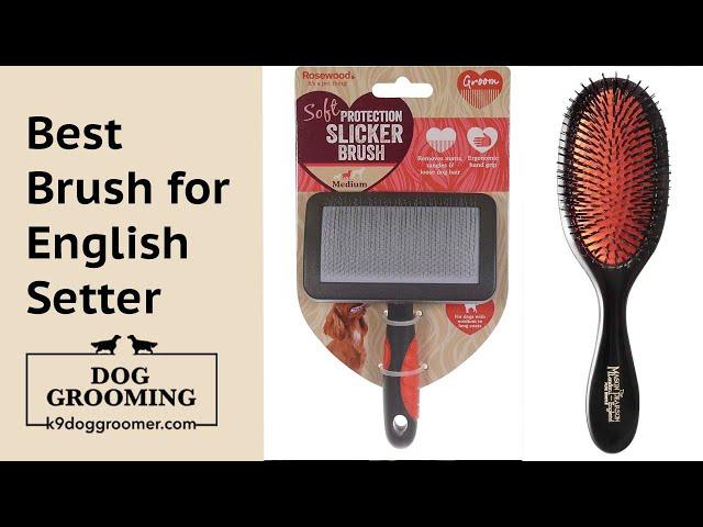 Best Brush for an English Setter