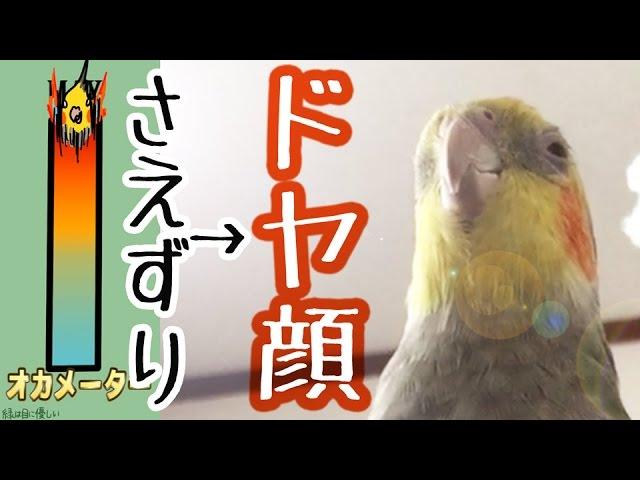 まったりしていたオカメインコが覚醒→ドヤァ