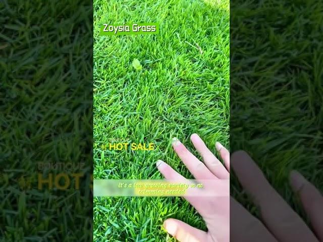 Evergreen Dwarf Grass Seed