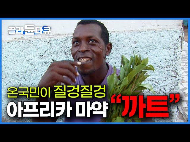 샌드위치의 20배 가격. 먹으면 배고픔을 느끼지 않는다는 마약성 식물에 온국민이 중독된 아프리카 지부티에 가다｜까트｜세계테마기행｜#골라듄다큐