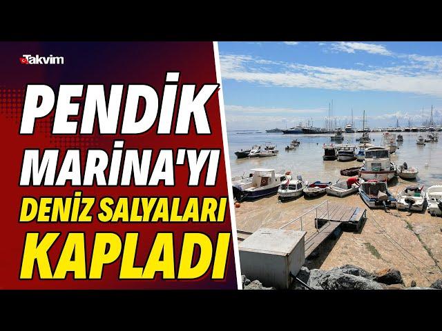 Pendik Marina'yı deniz salyaları kapladı