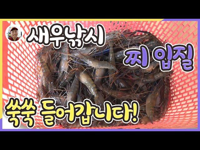 Is Singapore Shrimp Fishing Easy? Would it be difficult? [MiluJute]