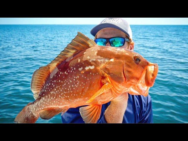 Red Grouper Catch Clean Cook Tampa Bay Offshore Bottom Fishing