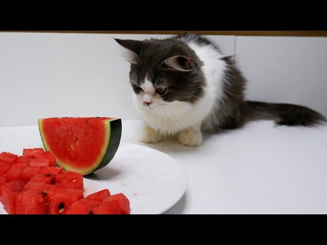 Cats Vs Watermelon