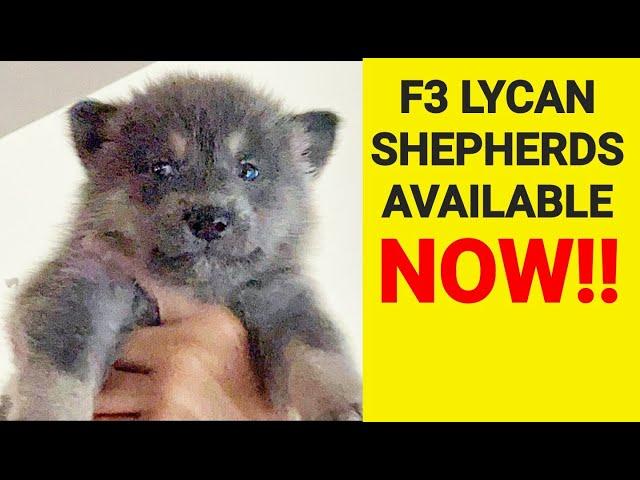 Lycan Shepherd Puppies Available NOW!! - F3 Lycan Shepherds at 4wks