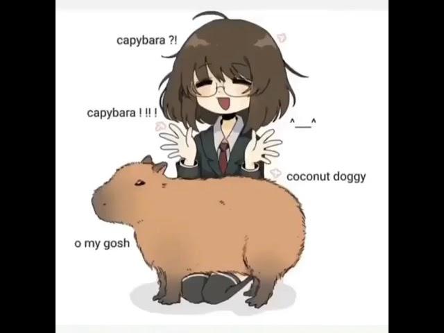 Capybara Coconut Doggy