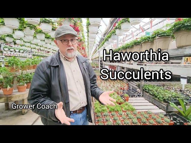 Quick greenhouse peek and info on the Haworthia succulents group.