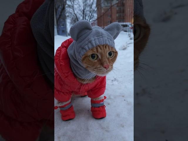 ️Кот Артём️