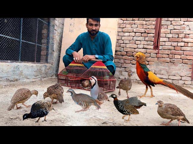 Ground Birds ka Farm, kala Teetar, Chand Chakor, Dakhni Teetar, Pheasant Farming, Hsn Entertainment