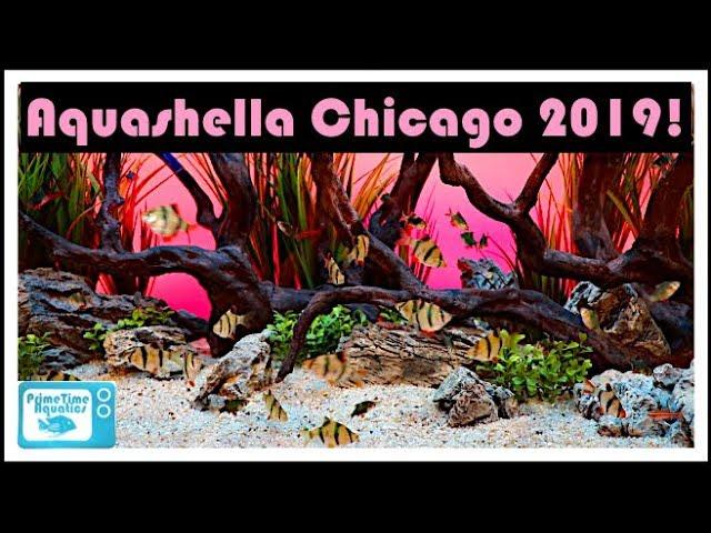 Aquashella Chicago 2019: All The Great Fish Tanks!