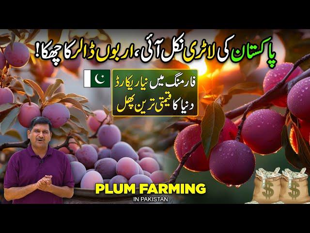 Pakistan's Billion Dollar New Industry | Plum Fruit Farming | Kissan Ka Pakistan | Discover Pakistan