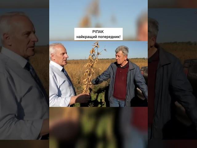 Не соя! Найкращий попередник - РІПАК